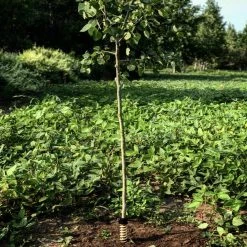 Hodag Licking Stick System FlexPlate W/ All Season Scent -Walker's Sales Shop Hodag Hodag Licking Stick with Tree 2